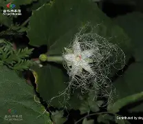 包含A3┎郒54ZF癩狓D服q栝D-xu?嫮