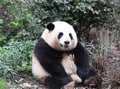猫坐车表情包